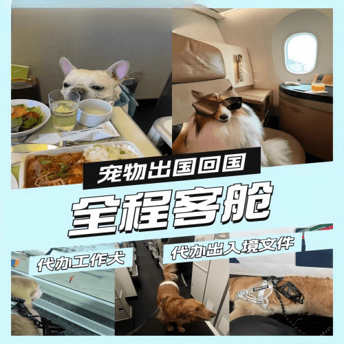 儋州市宠物托运到白俄罗斯宠物入境规定和要求