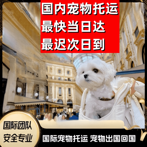 儋州市到澳大利亚（澳洲）宠物入境规定和要求